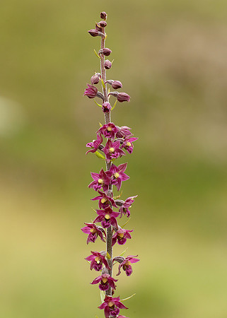 Dark Red Helleborine Epipactis atrorubens