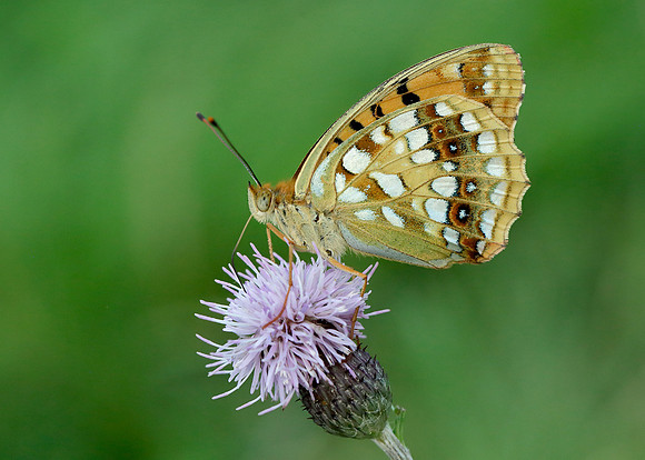 High Brown Fritillary Argynnis adippe