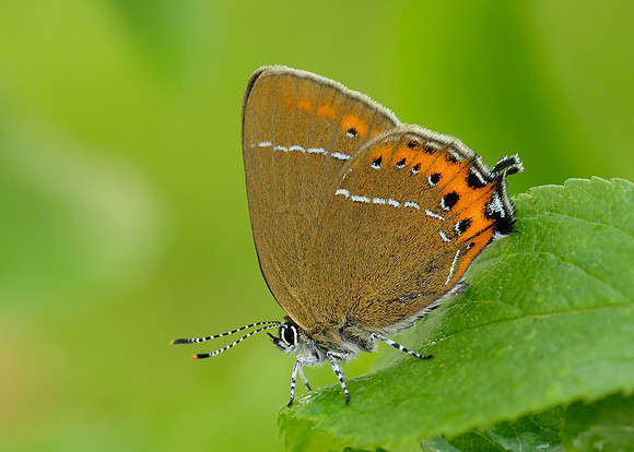 Black Hairstreak Satyrium pruni