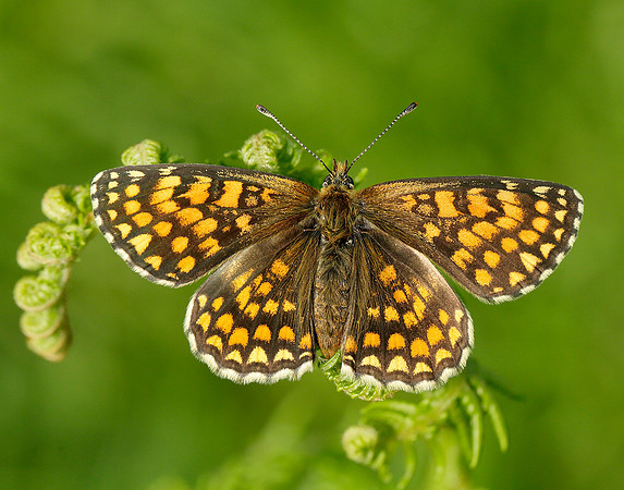 Heath Fritillary Melitaea athalia