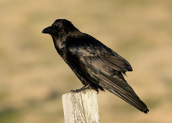 Raven Corvus corax