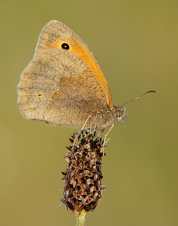 Meadow Brown Maniola jurtina