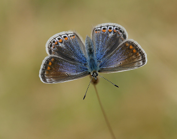 Common Blue Polyommatus icarus