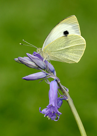 Large White Pieris brassicae