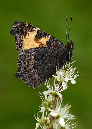 Small Tortoiseshell Aglais urticae