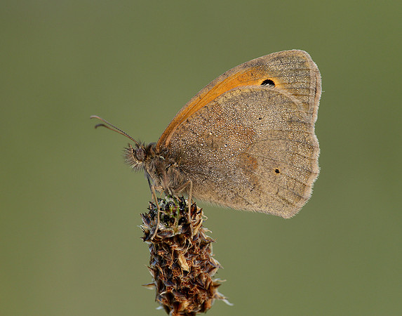 Meadow Brown Maniola jurtina