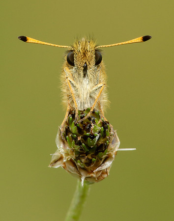 Essex Skipper Thymelicus lineola