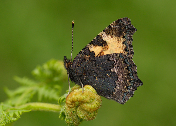 Small Tortoiseshell Aglais urticae