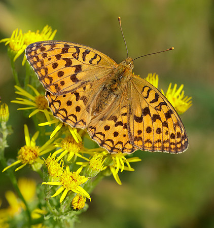 High Brown Fritillary Argynnis adippe