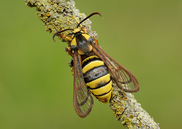 52.002 BF0370 Hornet Moth Sesia apiformis