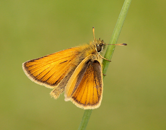 Essex Skipper Thymelicus lineola