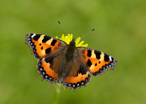 Small Tortoiseshell Aglais urticae