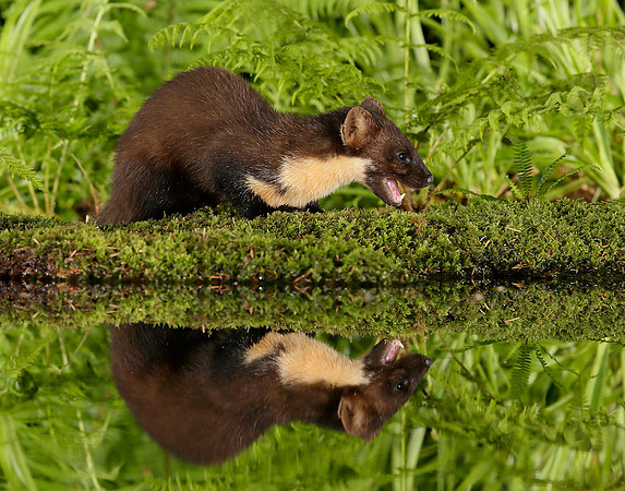 Pine Marten Martes martes