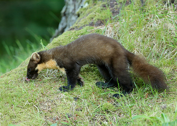 Pine Marten Martes martes
