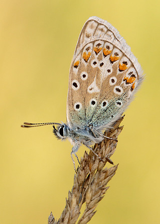 Common Blue Polyommatus icarus