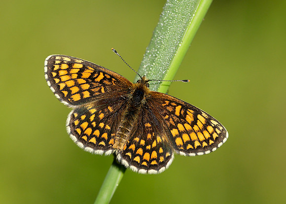 Heath Fritillary Melitaea athalia