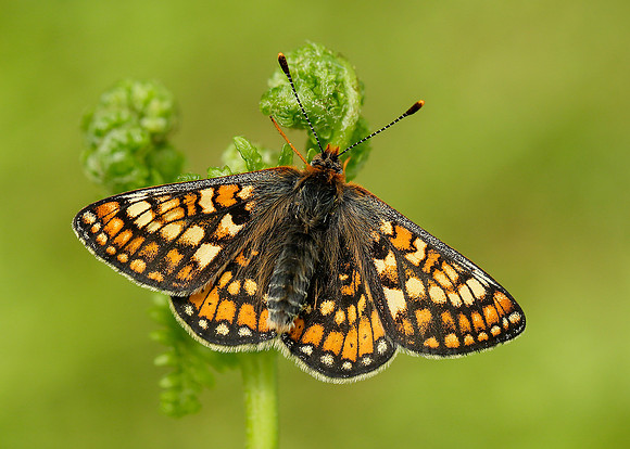 Marsh Fritillary Euphydryas aurinia
