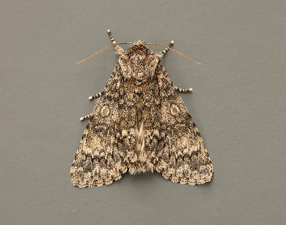 73.046 BF2278 Poplar Grey Subacronicta megacephala