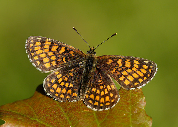 Heath Fritillary Melitaea athalia