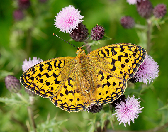 High Brown Fritillary Argynnis adippe