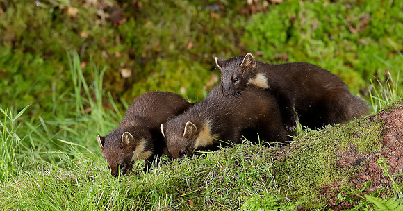 Pine Marten Martes martes