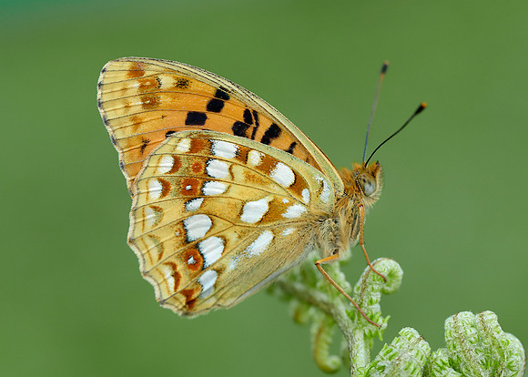High Brown Fritillary Argynnis adippe