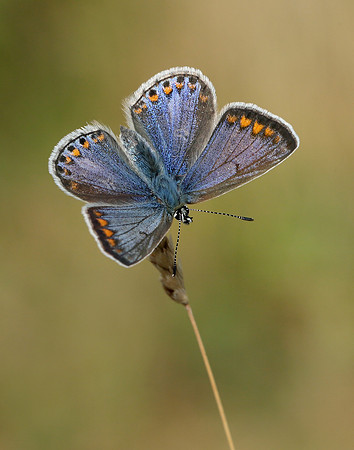 Common Blue Polyommatus icarus