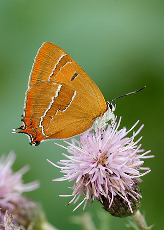 Brown Hairstreak Thecla betulae