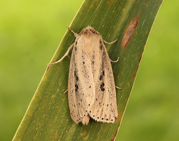 73.151 BF2373 Webb's Wainscot Globia sparganii