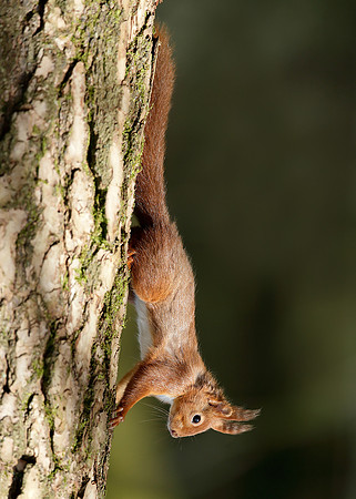 Red Squirrel Sciurus vulgaris