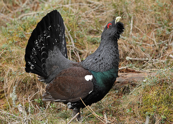 Capercaillie Tetrao urogallus
