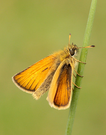 Essex Skipper Thymelicus lineola