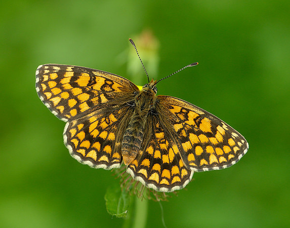 Heath Fritillary Melitaea athalia