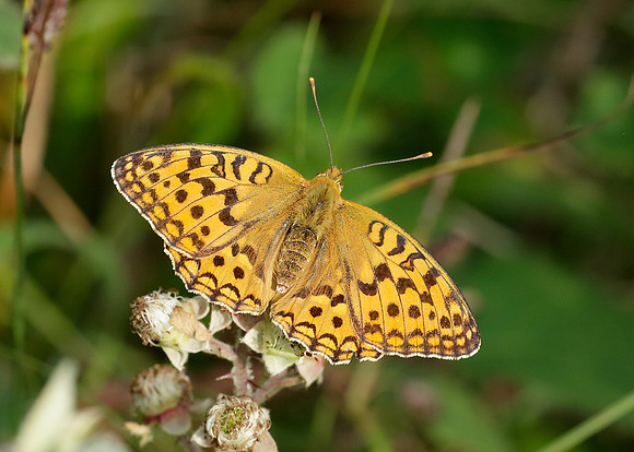 High Brown Fritillary Argynnis adippe