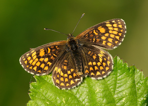 Heath Fritillary Melitaea athalia