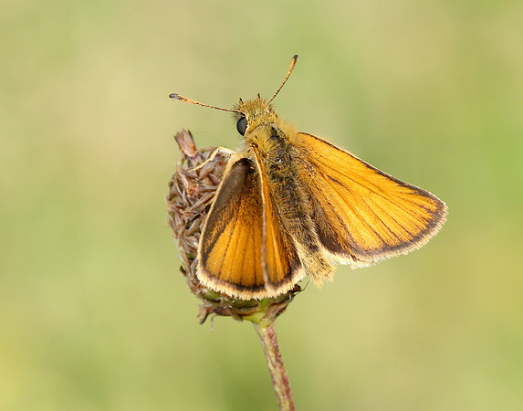 Essex Skipper Thymelicus lineola