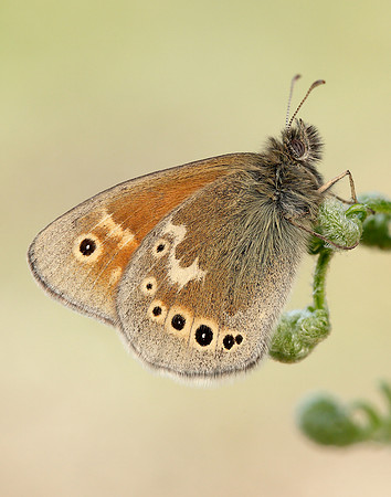 Large Heath Coenonympha tullia polydama