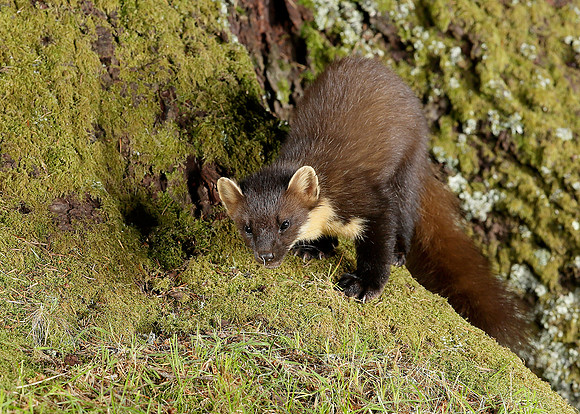 Pine Marten Martes martes