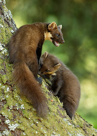 Pine Marten Martes martes