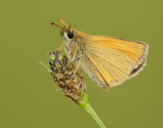 Essex Skipper Thymelicus lineola