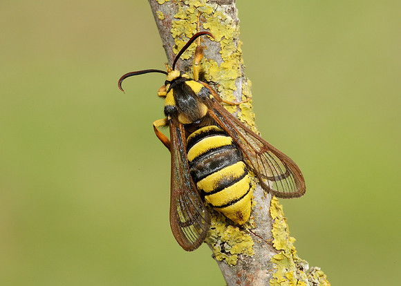 52.002 BF0370 Hornet Moth Sesia apiformis
