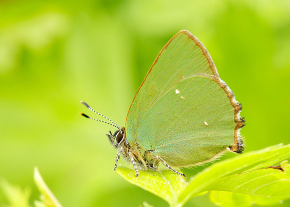Green Hairstreak Callophrys rubi