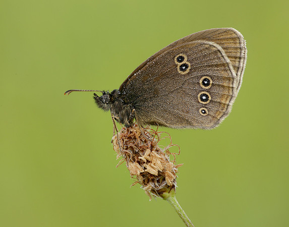 Ringlet Aphantopus hyperantus
