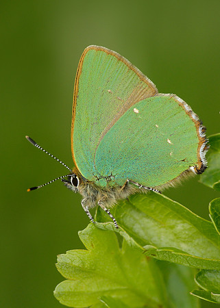 Green Hairstreak Callophrys rubi