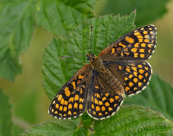 Heath Fritillary Melitaea athalia