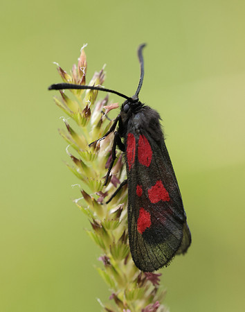 54.007 BF168 New Forest Burnet Zygaena viciae