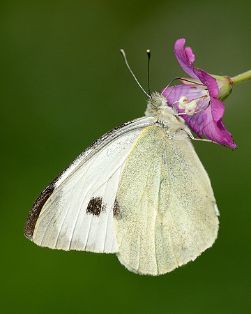 Large White Pieris brassicae