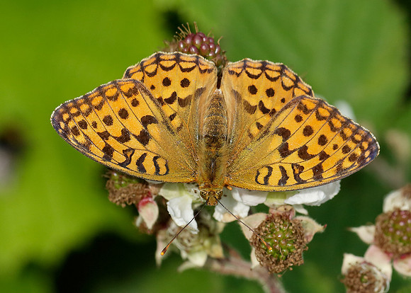 High Brown Fritillary Argynnis adippe