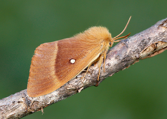 66.007 BF1637 Oak Eggar Lasiocampa quercusercus
