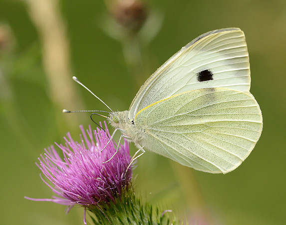 Large White Pieris brassicae